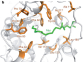 <FONT face=Tahoma>SIRT6 Regulates TNF-α Secretion Through Hydrolysis of Long-chain Fatty Acyl Lysine</FONT>