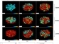 <FONT face=Tahoma>Visualization and Quantitative Profiling of Mixing and Segregation of Granules Using Synchrotron Radiation X-ray Microtomography and Three Dimensional Reconstruction</FONT>